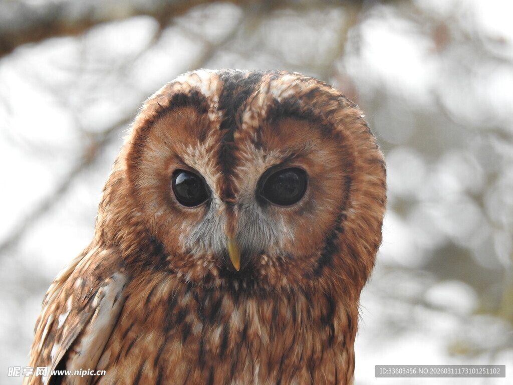 棕色猫头鹰特写