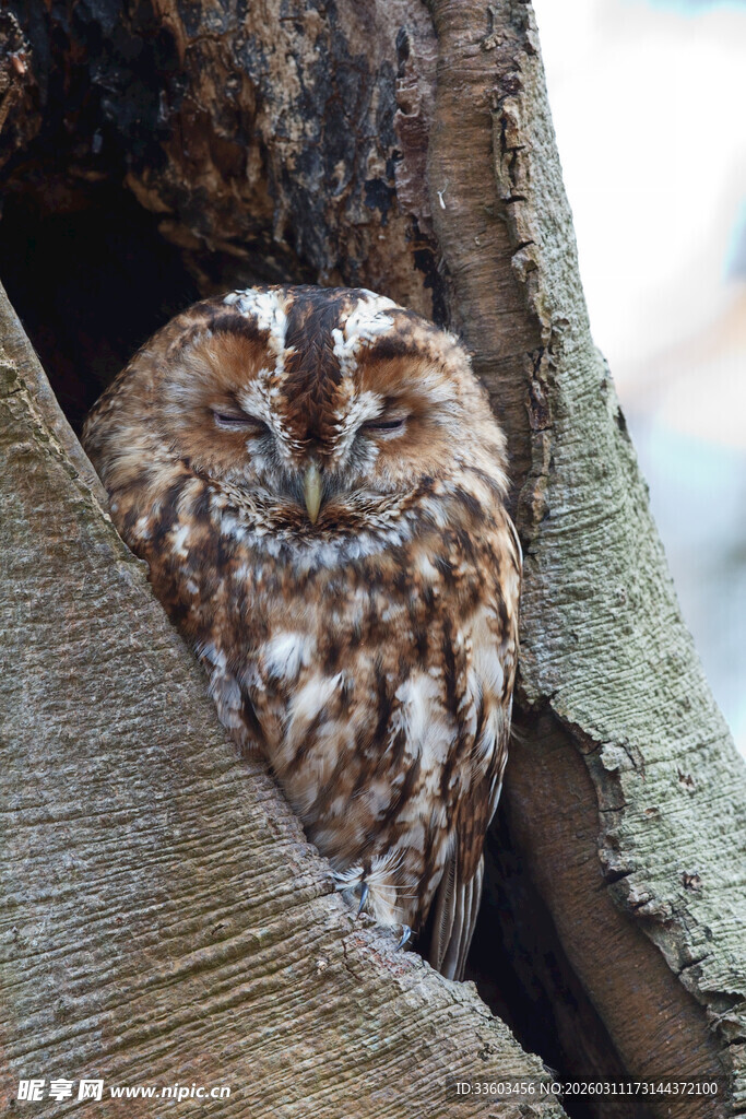 树洞中的猫头鹰
