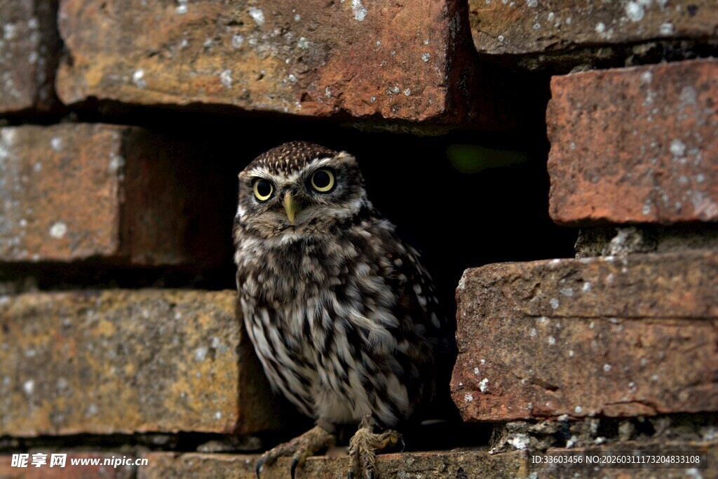 砖墙缝隙中的小巧猫头鹰