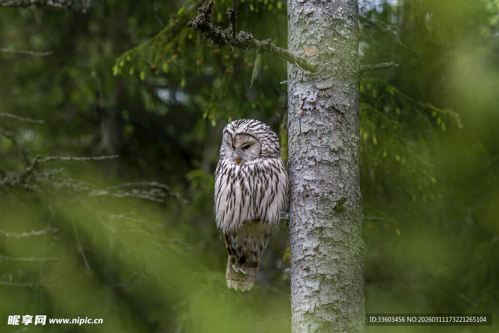 林间栖息的猫头鹰