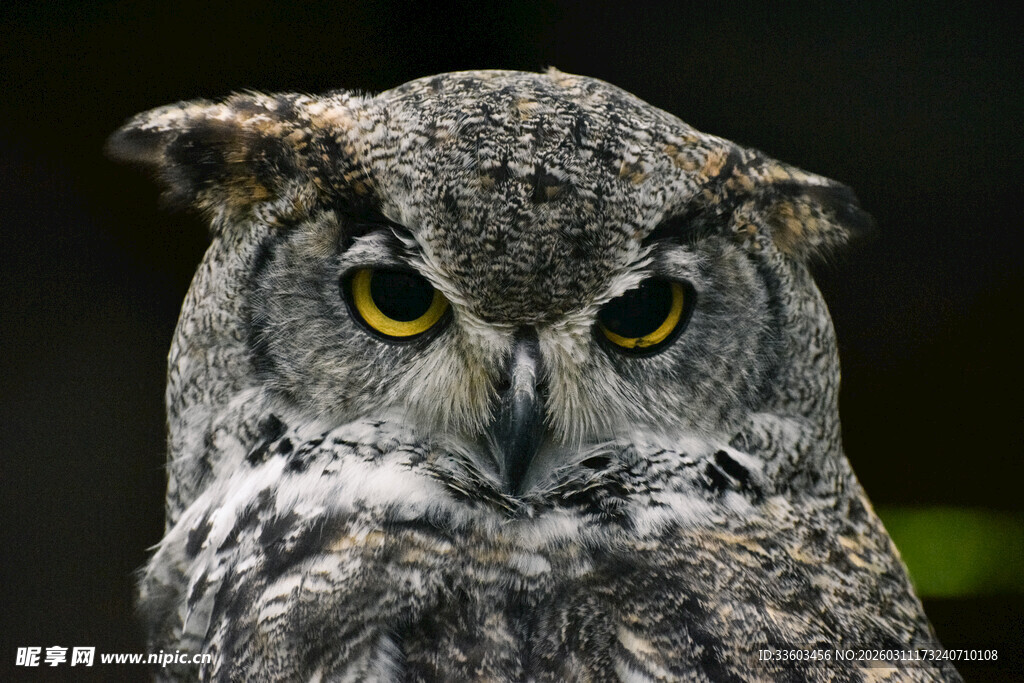 凝视的猫头鹰