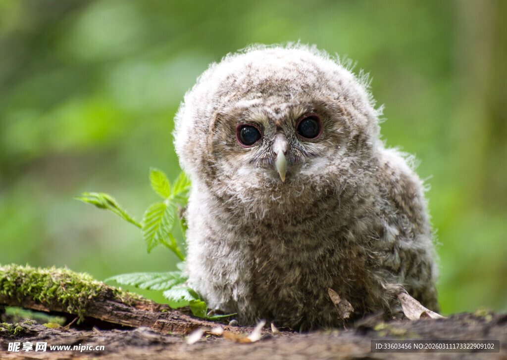 呆萌小猫头鹰栖息于林间