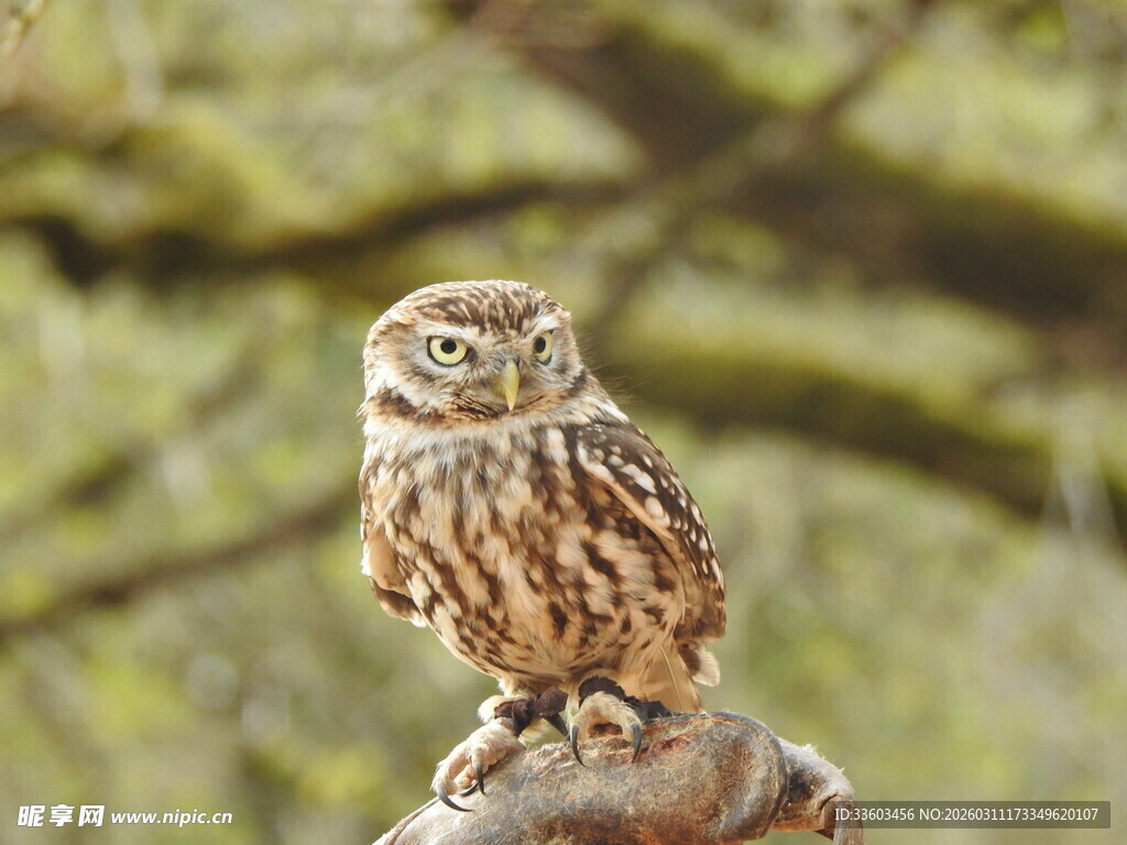 栖息枝头的猫头鹰