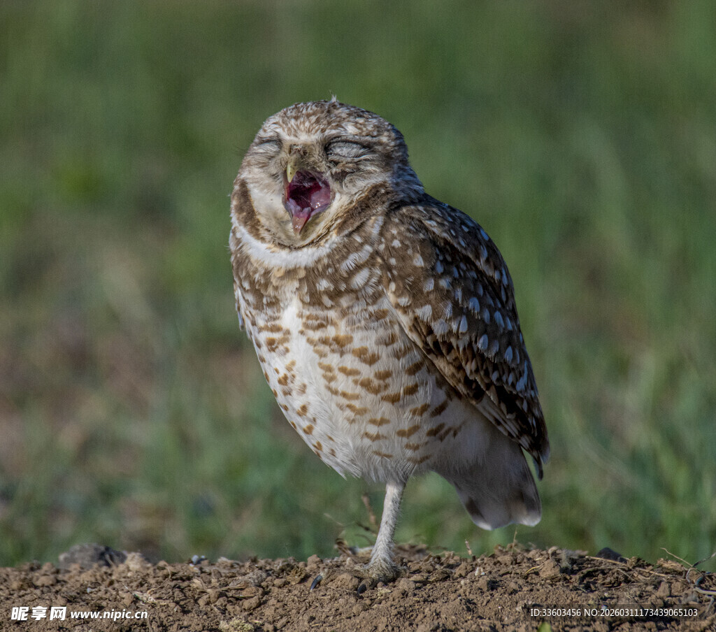 张嘴的穴居猫头鹰