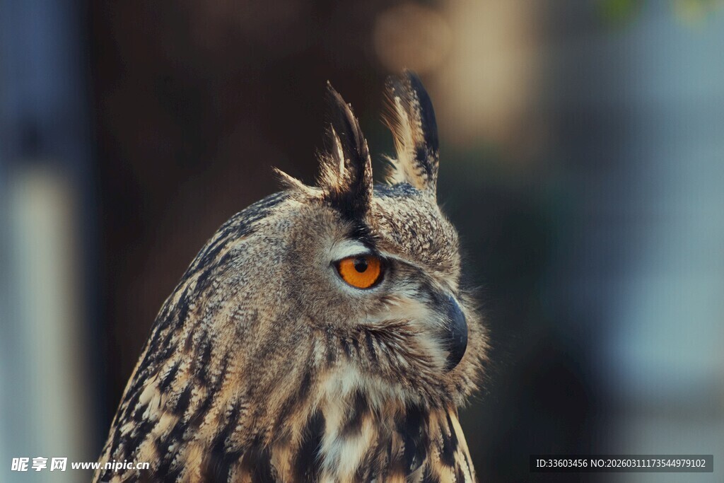 猫头鹰特写