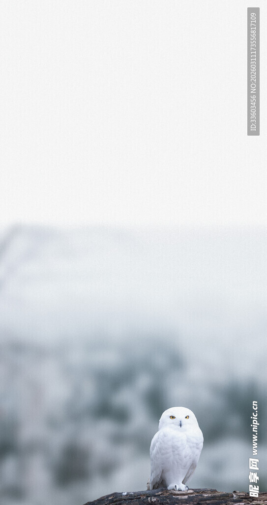 雪地中的孤独白猫头鹰