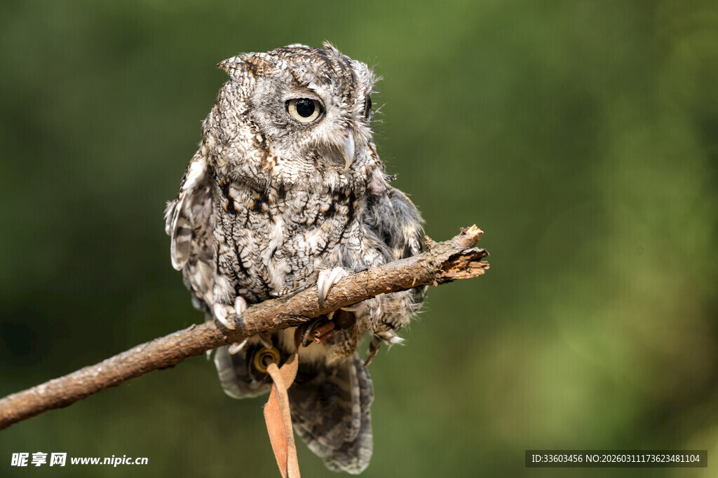 树枝上的小巧猫头鹰