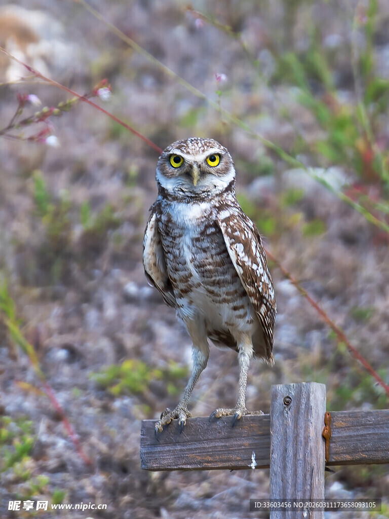 站在木桩上的猫头鹰