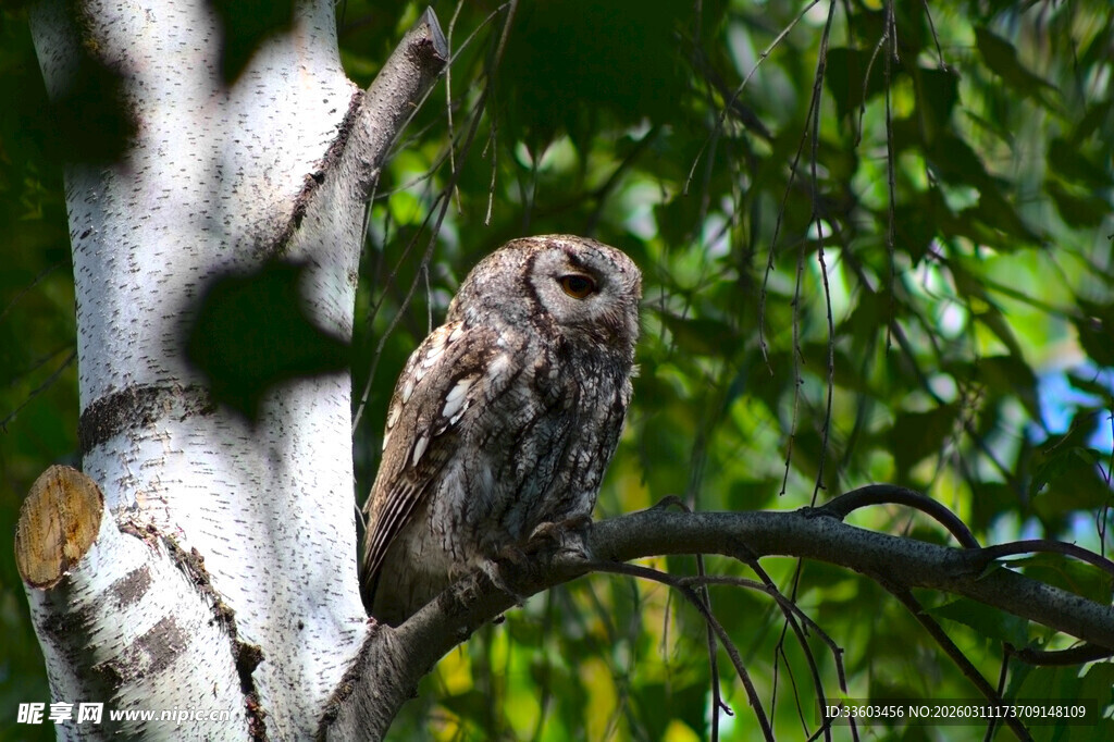树枝上的猫头鹰