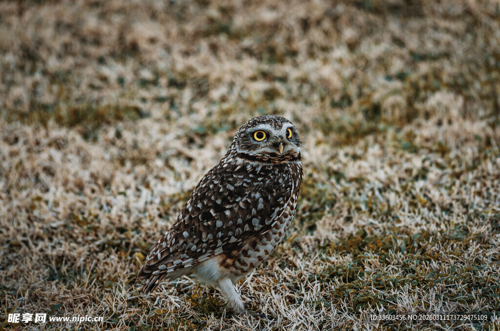 田野中的猫头鹰