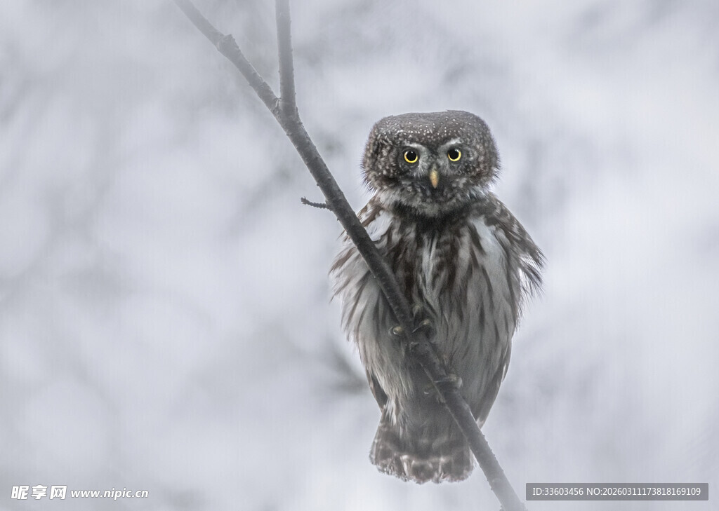 雪地中栖息的猫头鹰