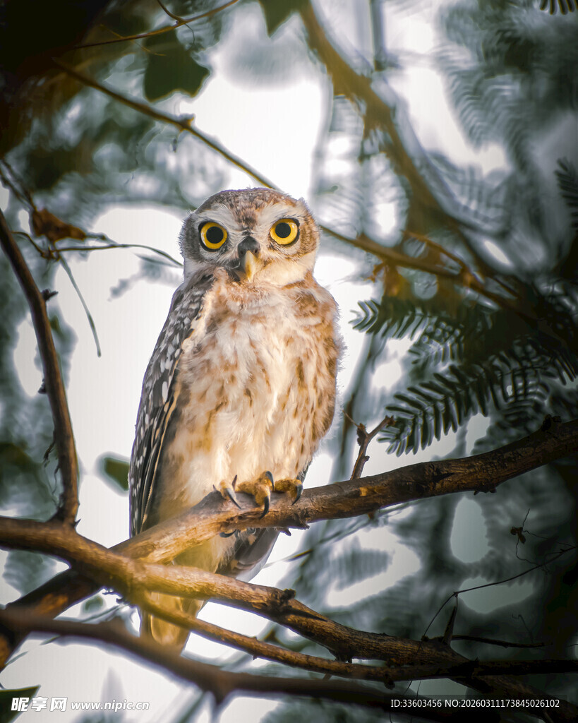 树枝上的猫头鹰