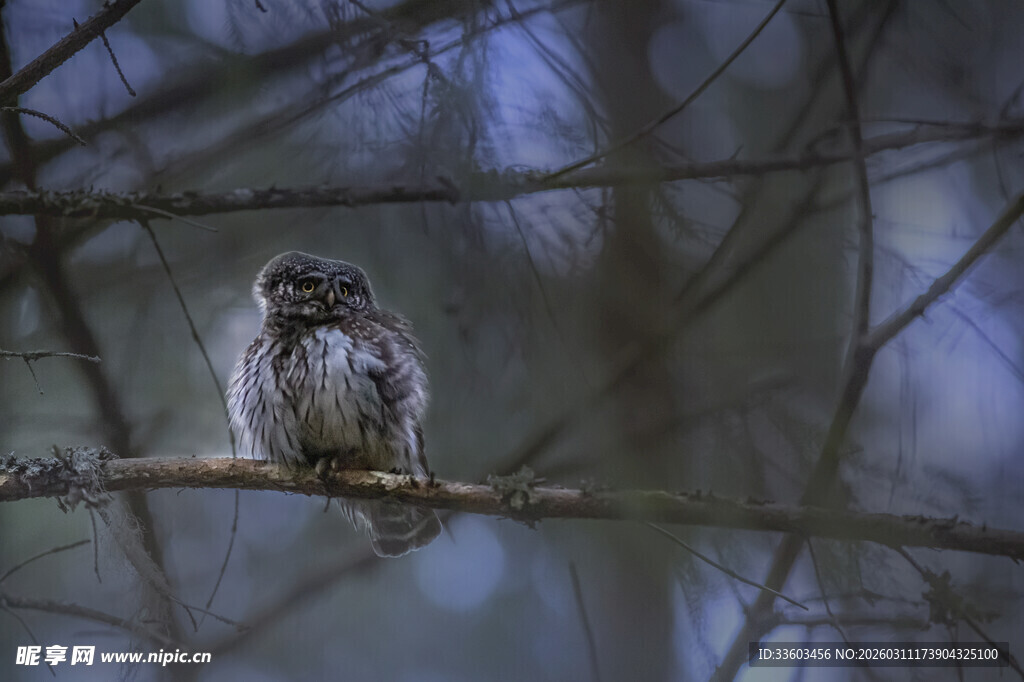 树枝上的猫头鹰