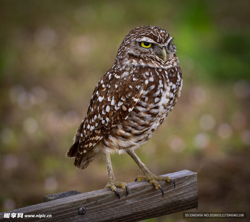 站在木杆上的斑点猫头鹰