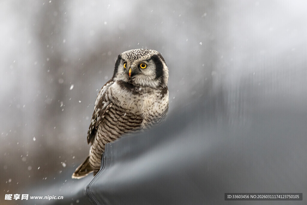 雪中展翅的猫头鹰