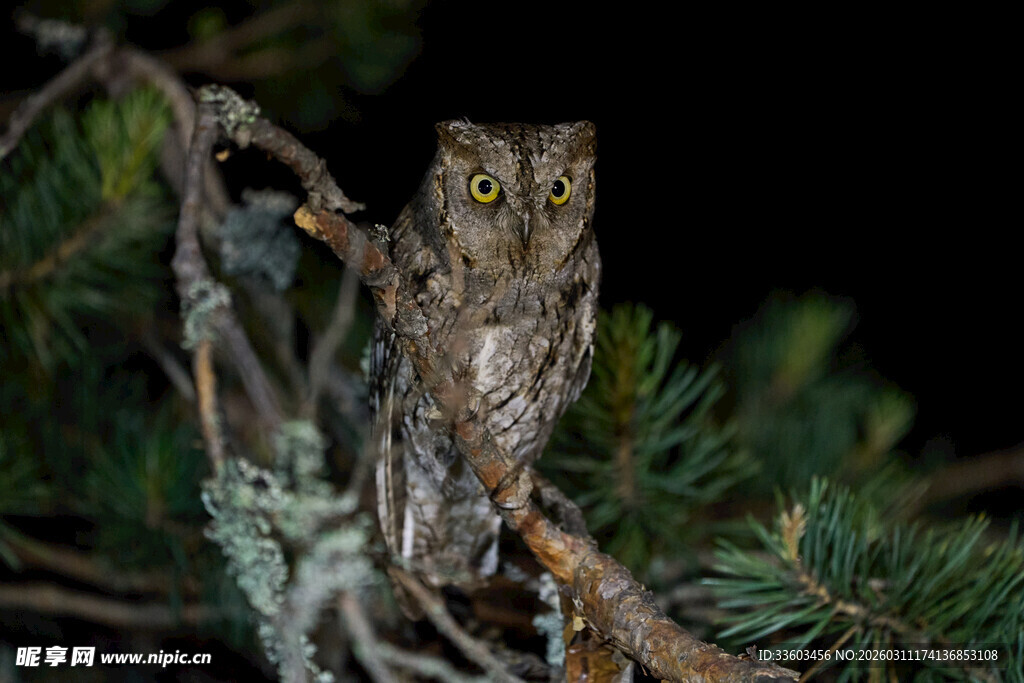 树枝上的猫头鹰