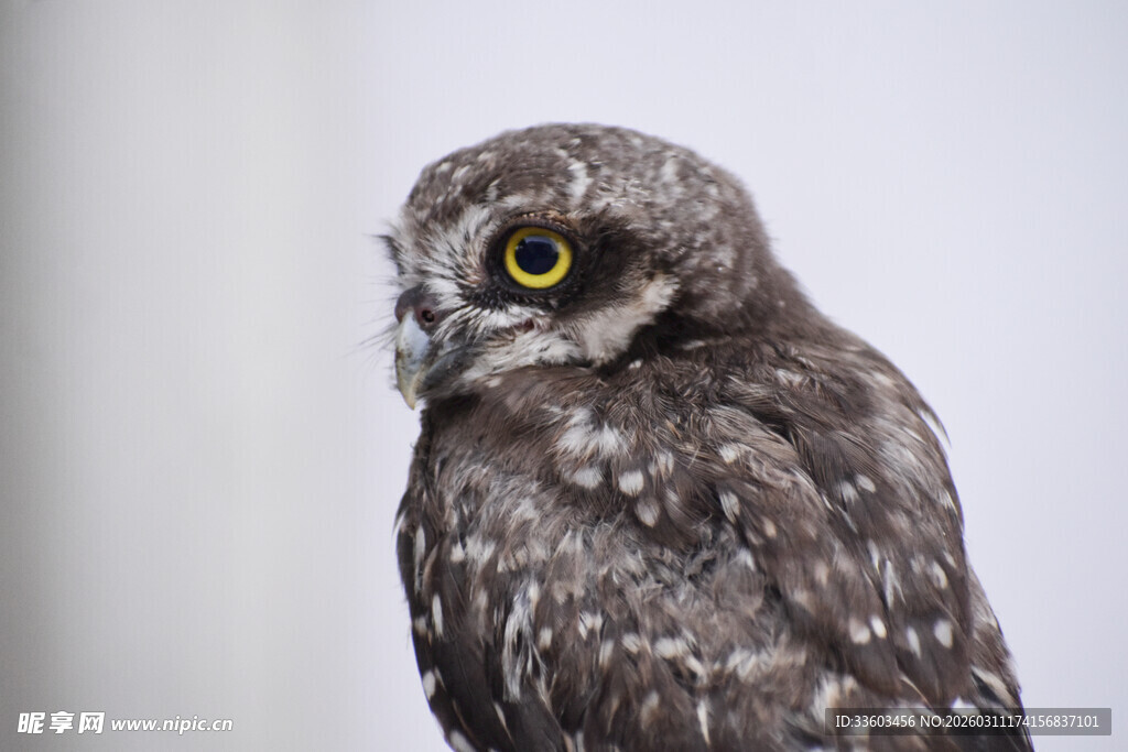 呆萌猫头鹰特写