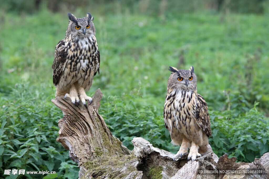 树桩上的两只猫头鹰