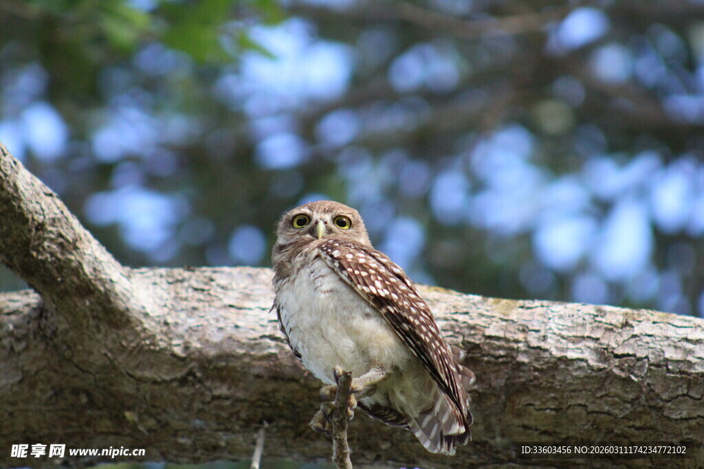 树枝上的猫头鹰