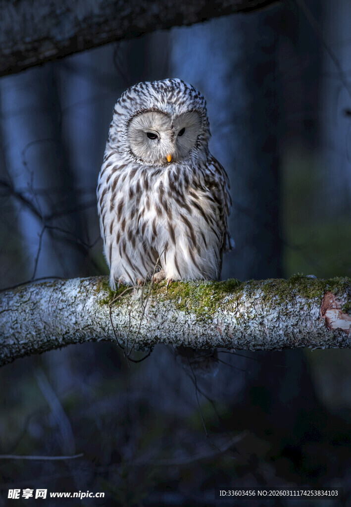 树枝上休憩的可爱猫头鹰