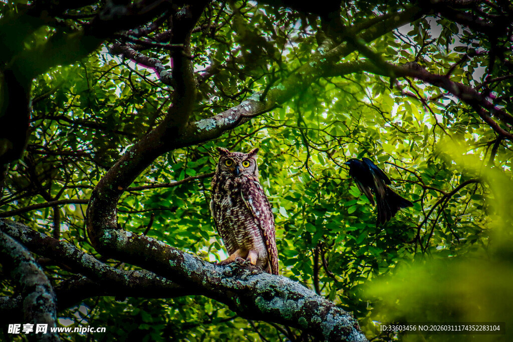 树枝上栖息的猫头鹰