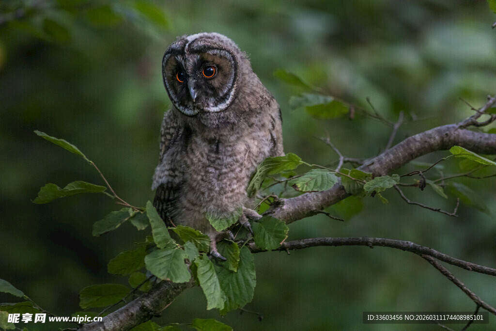 树枝上的猫头鹰