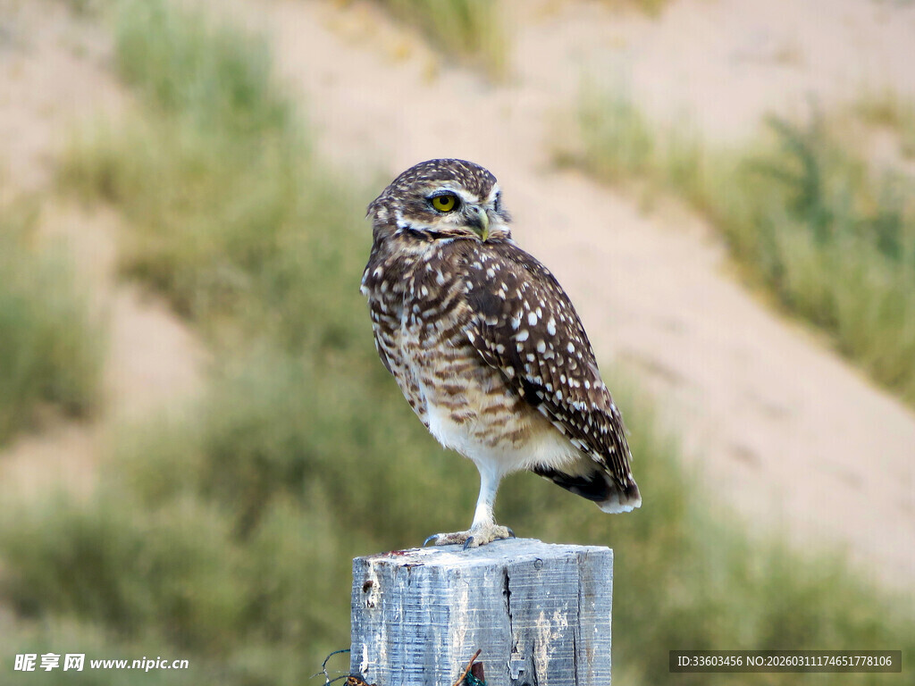 站在木桩上的猫头鹰