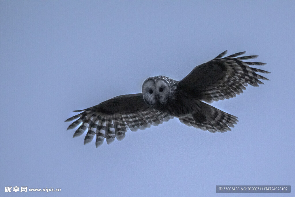翱翔的猫头鹰