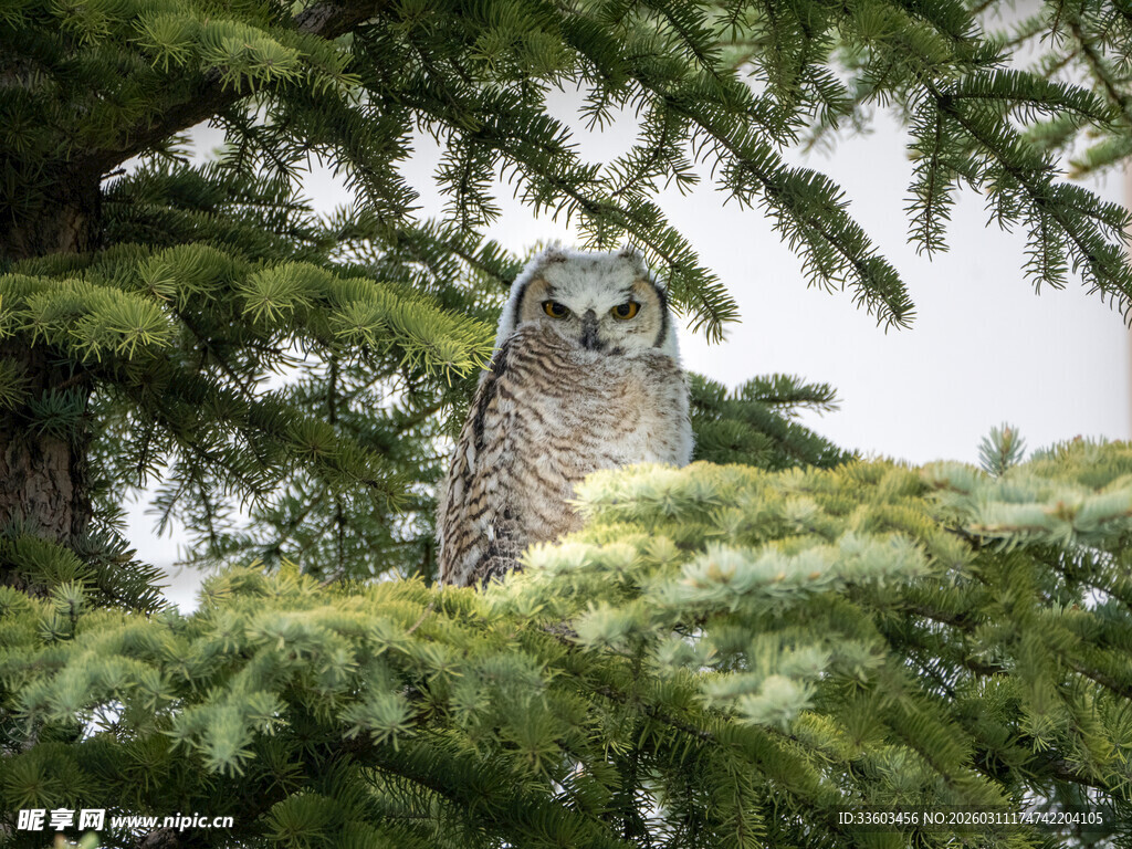 松枝上的猫头鹰