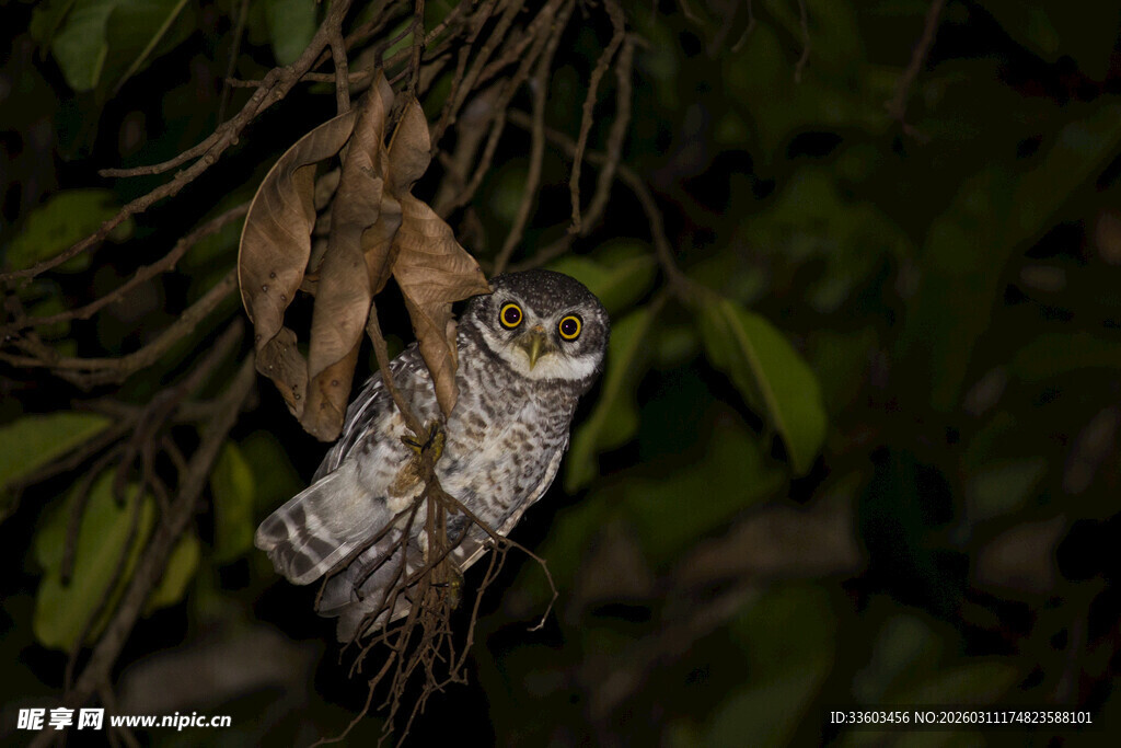 树枝上栖息的猫头鹰