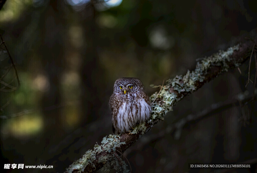 树枝上的猫头鹰