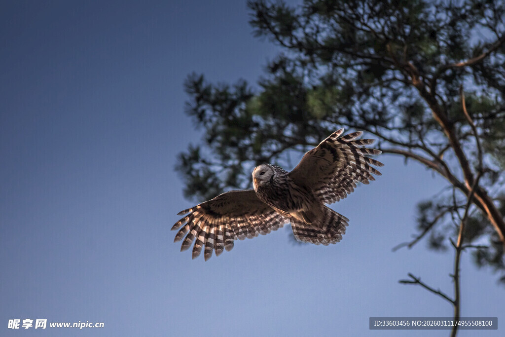 翱翔的猫头鹰