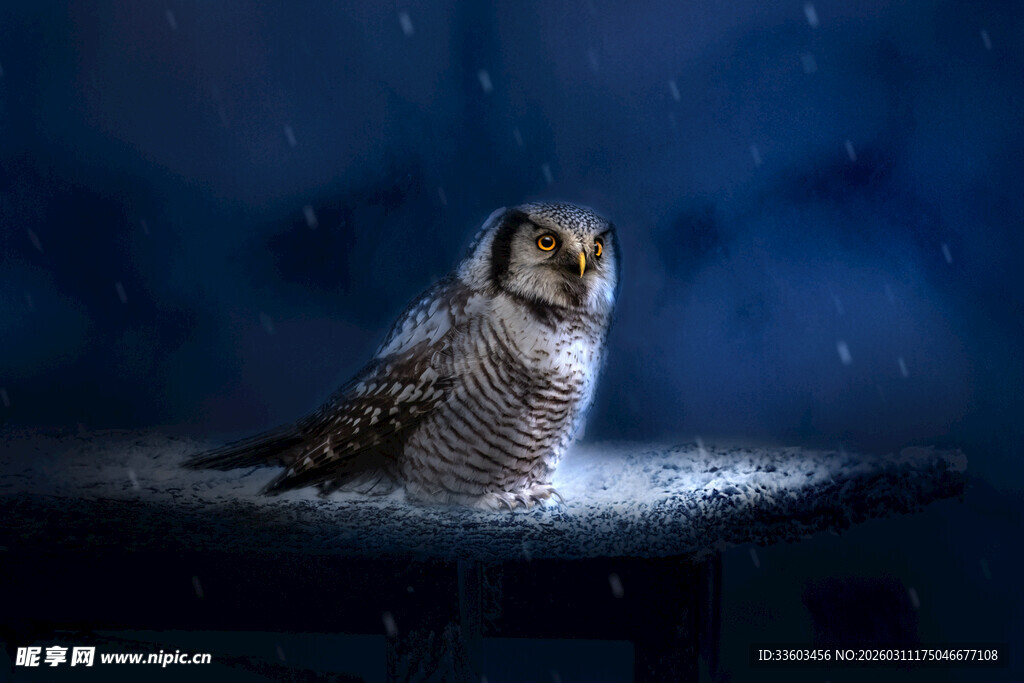 雪地中的猫头鹰