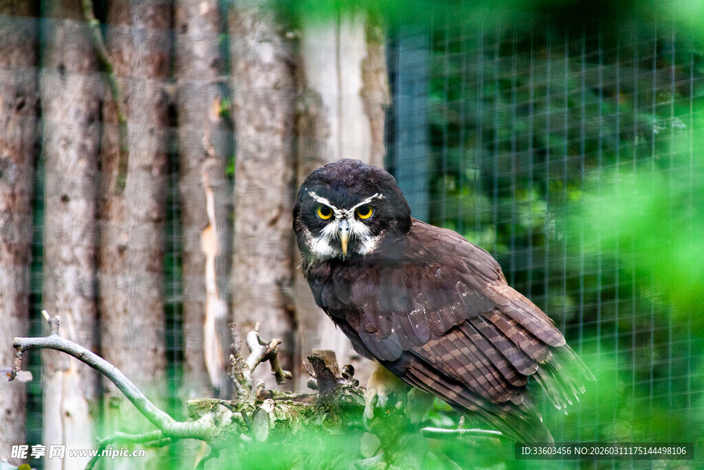 树枝上的猫头鹰