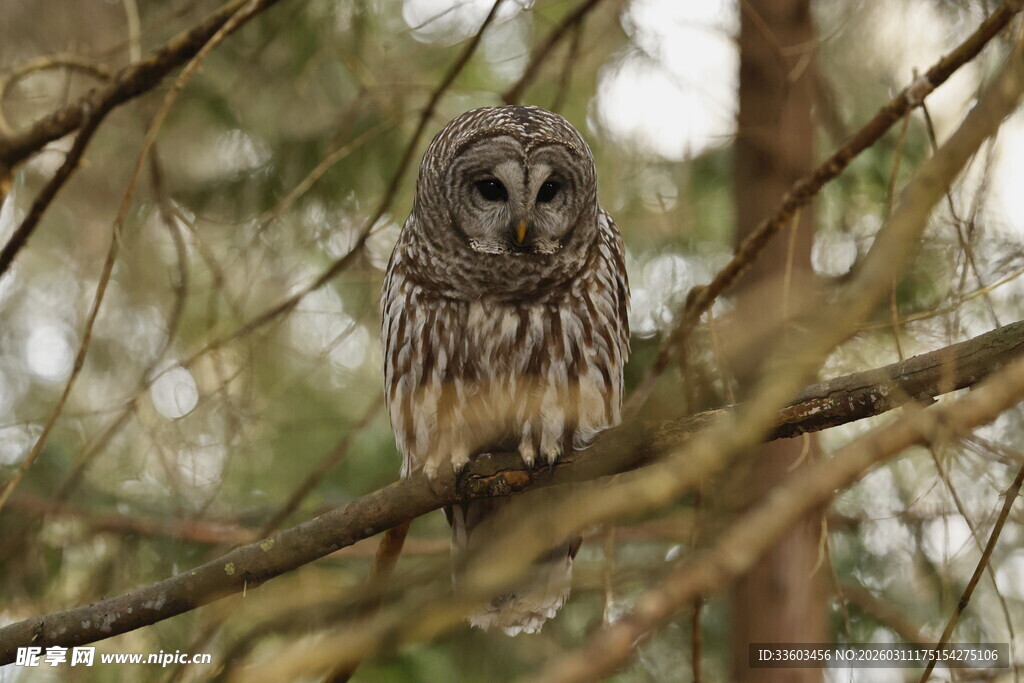 栖息枝头的猫头鹰