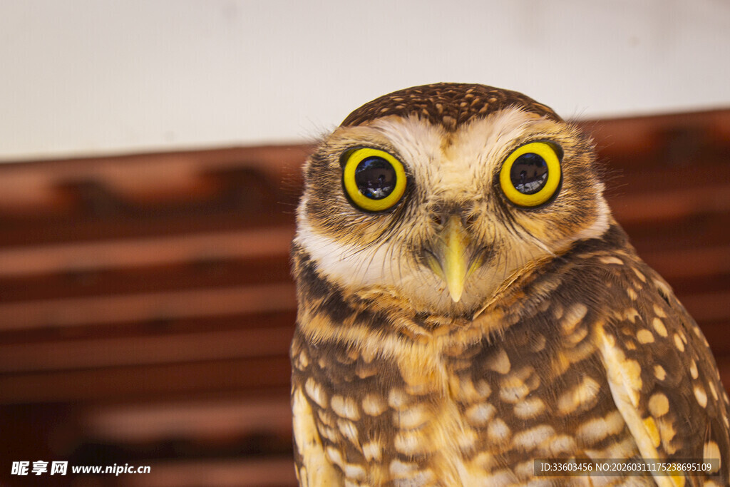 大眼猫头鹰特写