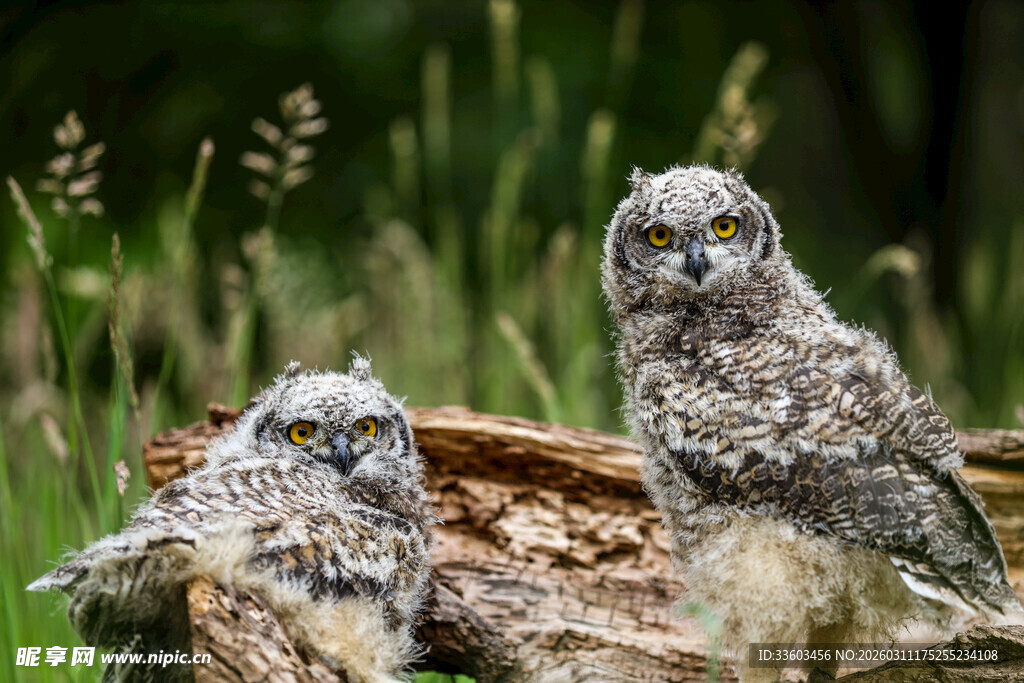 两只猫头鹰立于树桩旁