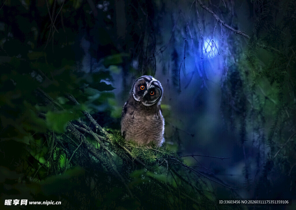 森林中栖息的神秘猫头鹰