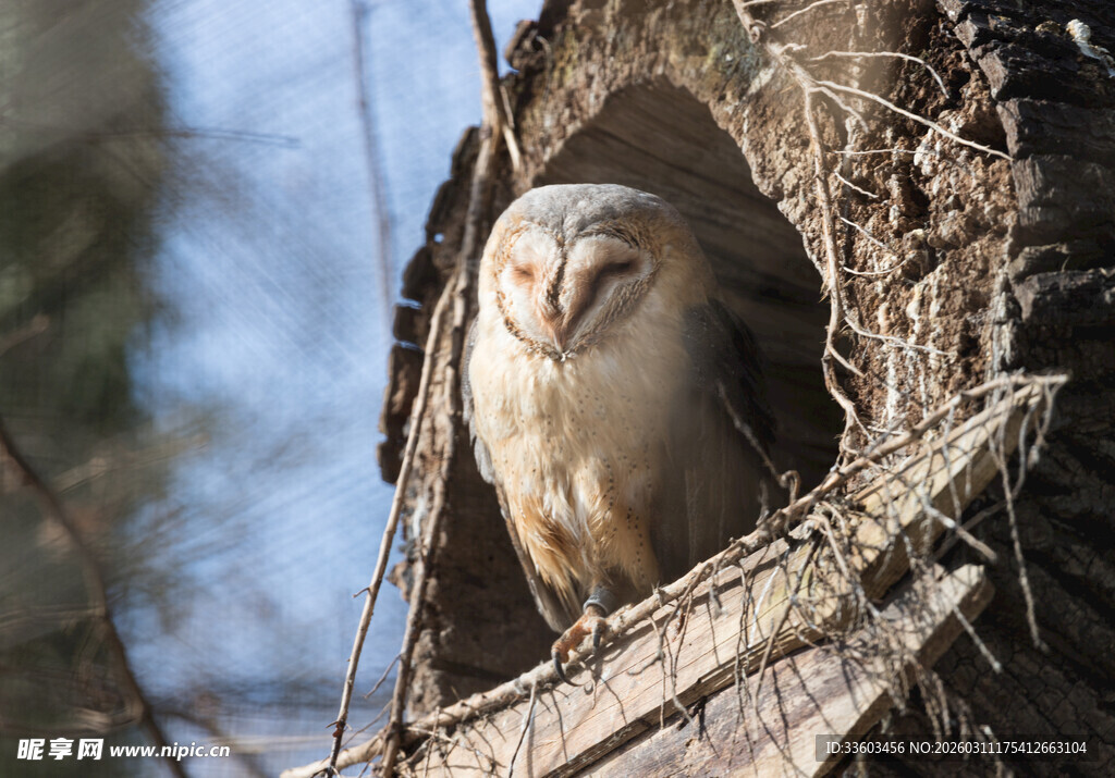 树洞中的猫头鹰