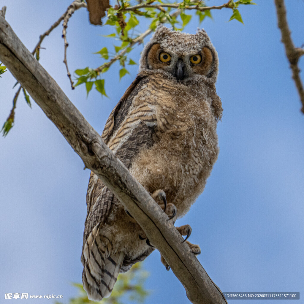 树枝上的猫头鹰