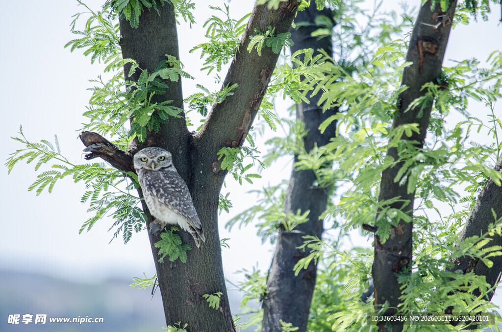 树上挂着的旧鞋子