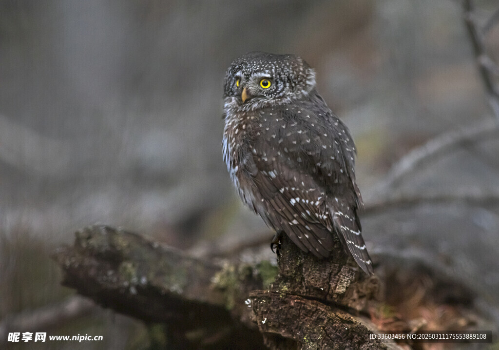 树枝上的小巧猫头鹰