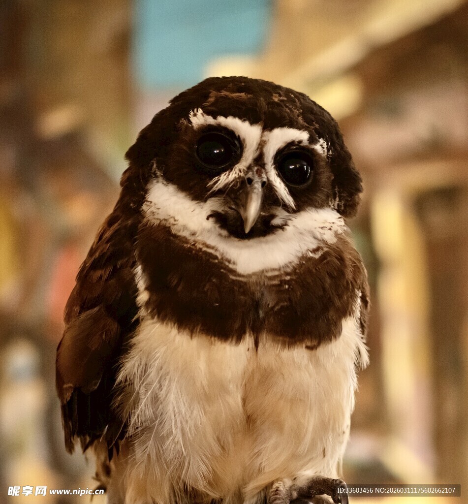 呆萌猫头鹰特写