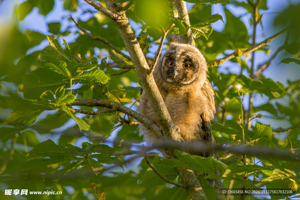 树枝上的猫头鹰