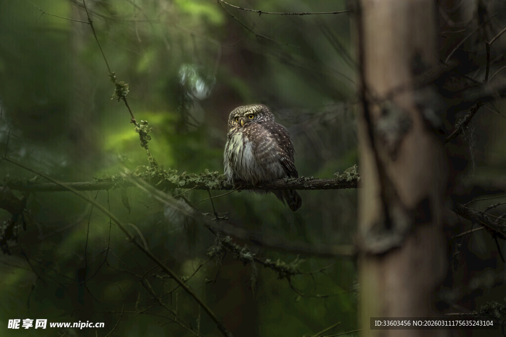 树枝上的猫头鹰