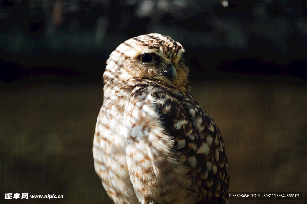 小巧猫头鹰凝视瞬间