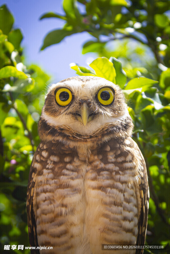 丛林中的大眼猫头鹰
