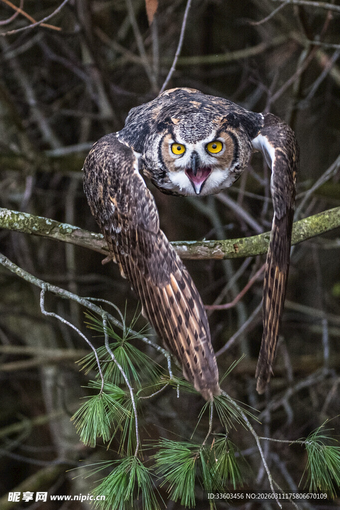 树枝上展翅的猫头鹰