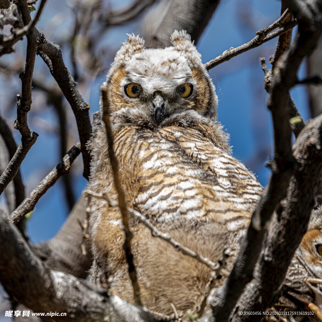树枝上的猫头鹰