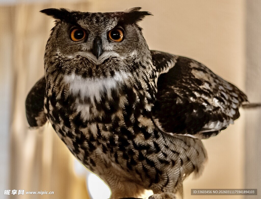 威严猫头鹰特写